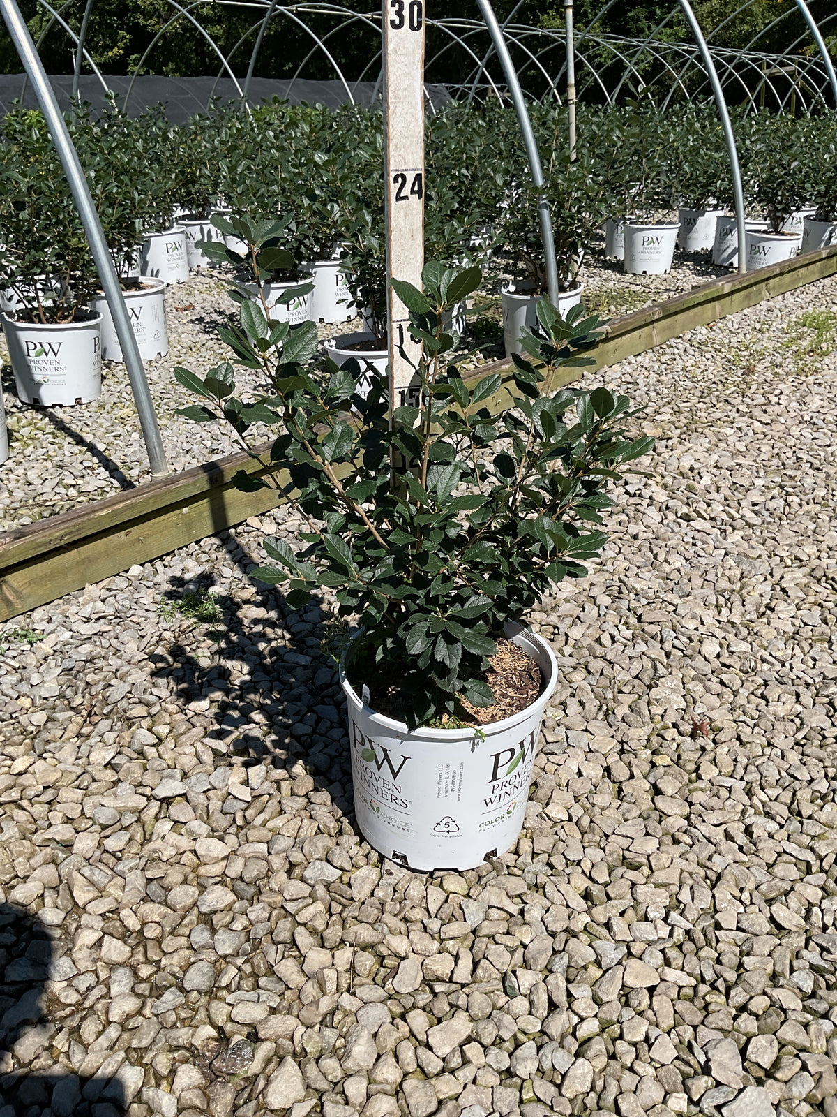 Ilex verticillata 'Mr. Poppins'