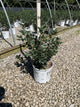 Ilex verticillata 'Mr. Poppins'