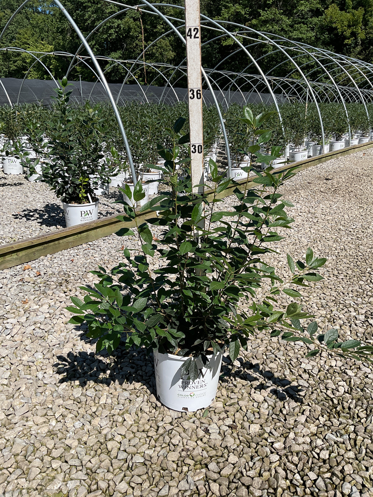 Ilex verticillata 'Berry Heavy'