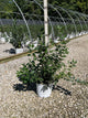 Ilex verticillata 'Berry Heavy'