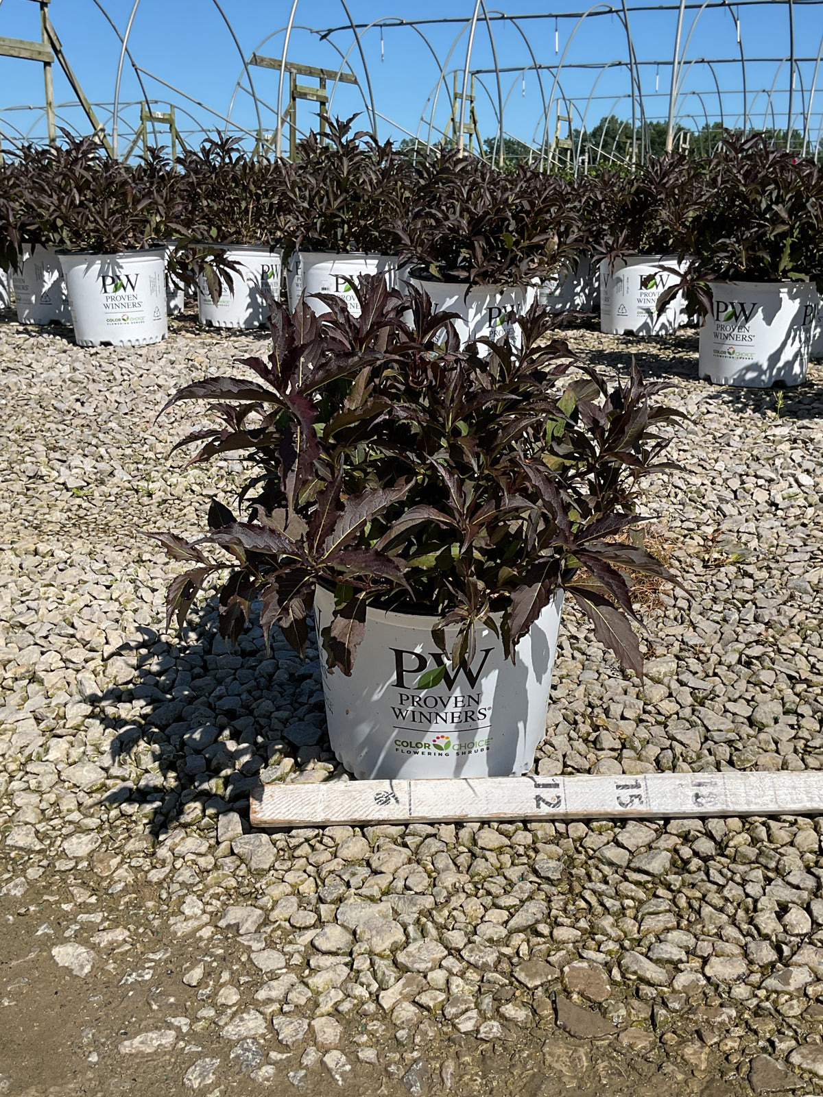 Weigela spilled 'Bokraspiwi'
