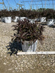 Weigela spilled 'Bokraspiwi'