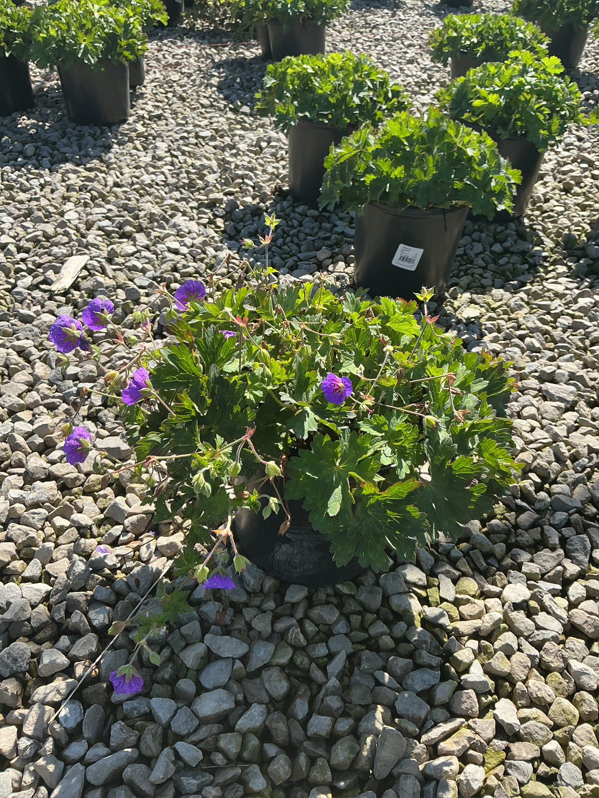 Geranium x 'Rozanne'