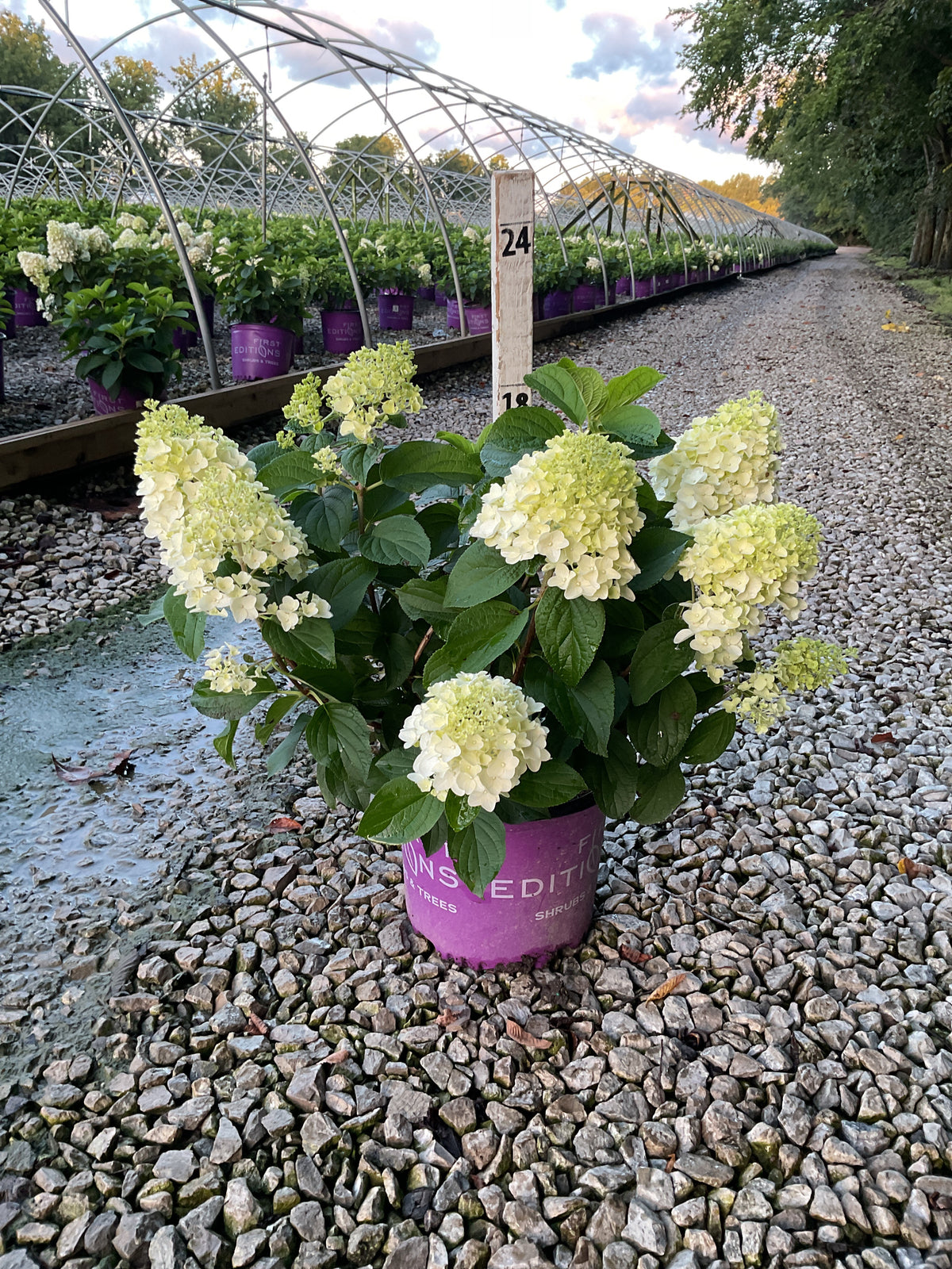 Hydrangea 'P Little Hottie'
