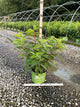 Hydrangea 'P Love-A-Lot Pink Rp10'