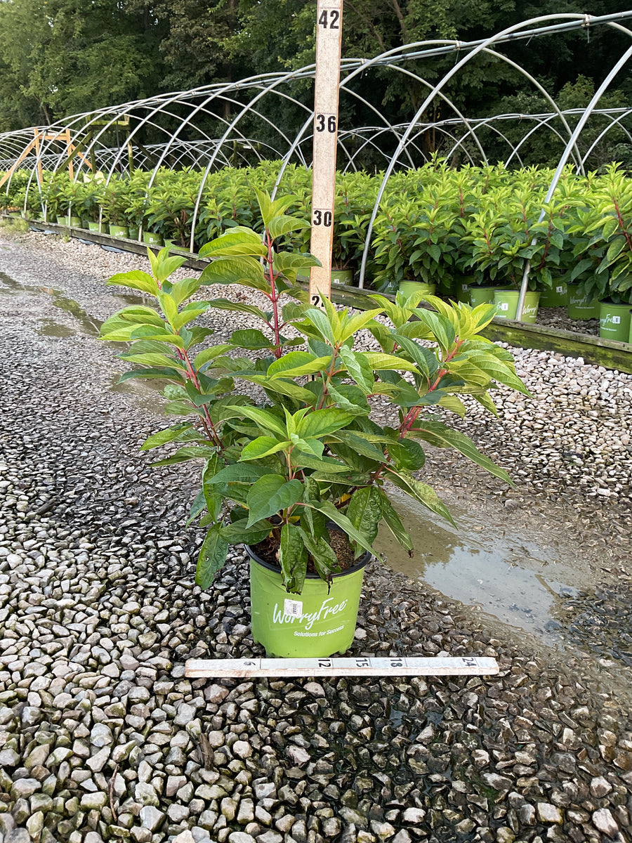 Hydrangea 'P Love-A-Lot Pink Rp10'