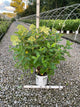 Hydrangea paniculata 'Jane'