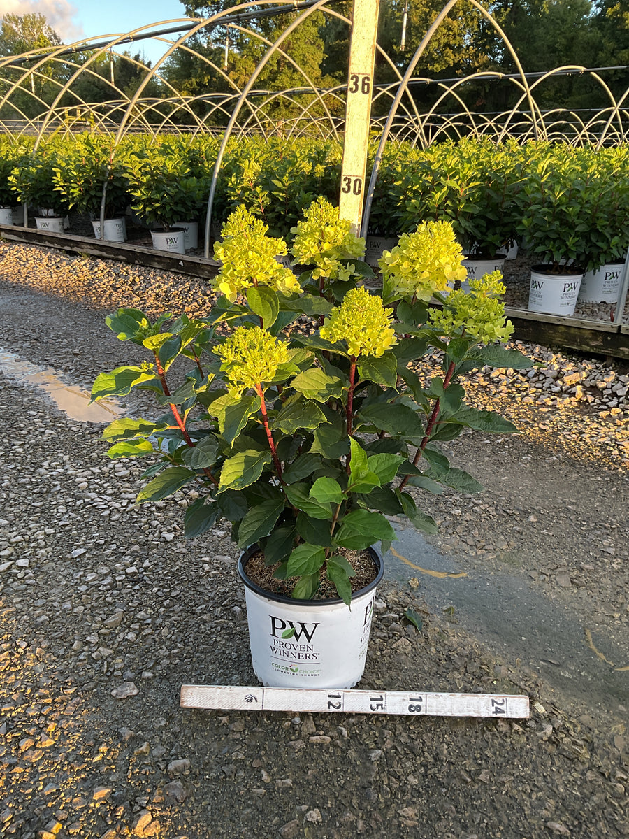 Hydrangea 'P Quick Fire Fab'