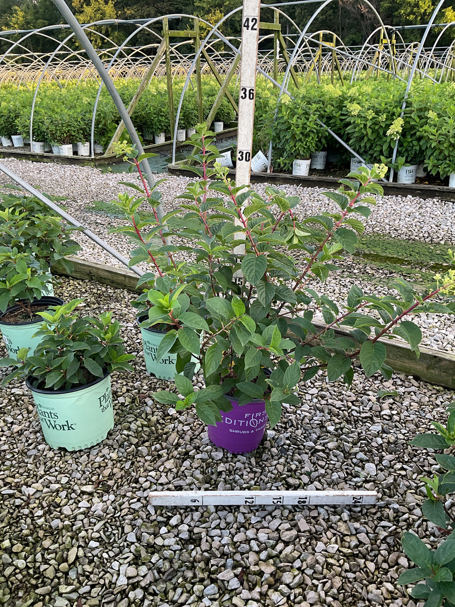 Hydrangea paniculata ‘Rensun’