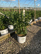 Clethra alnifolia 'Ripple Effect’ (SMNCAC)