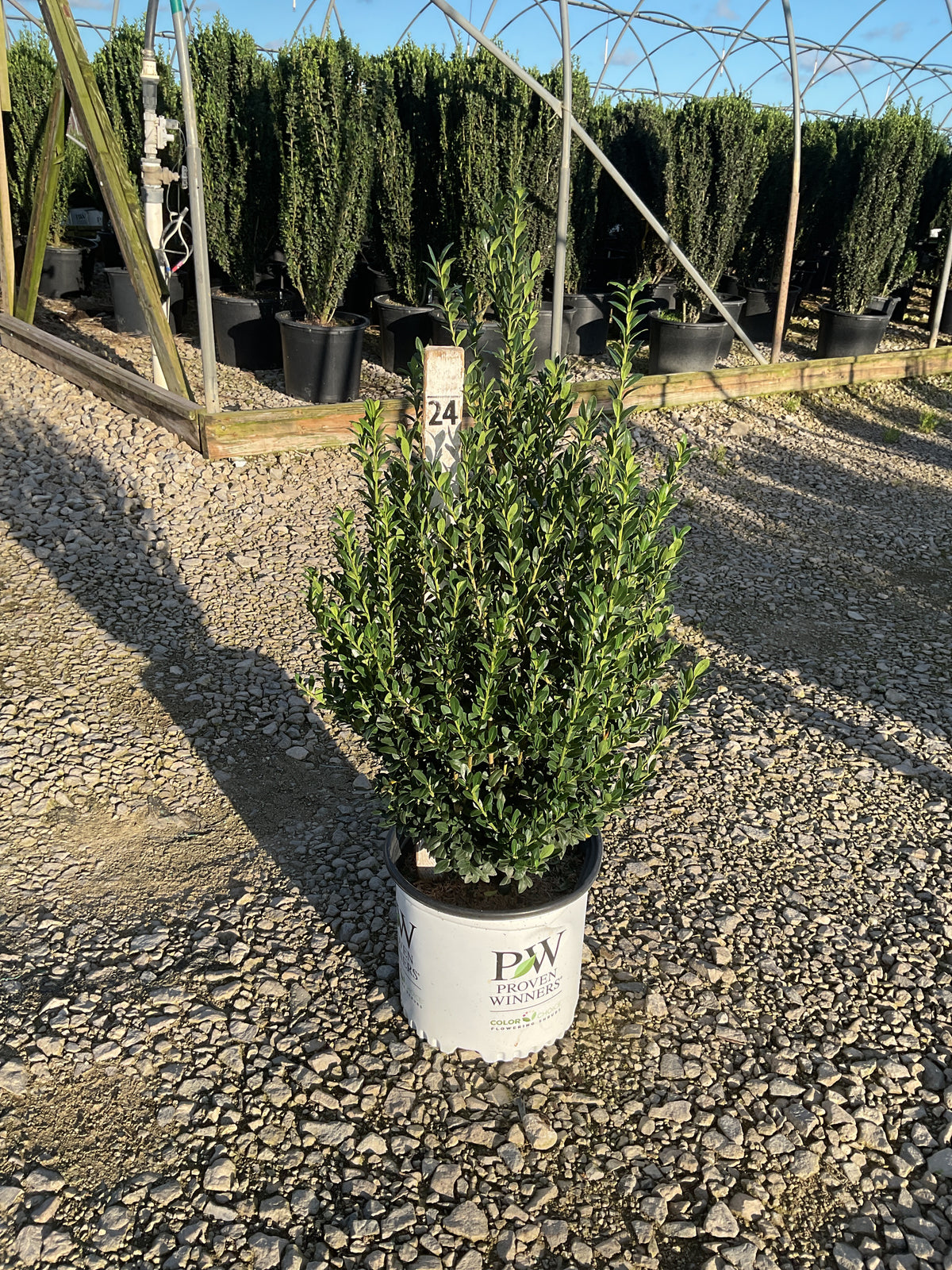 ILEX CRENATA HEDGE BOX