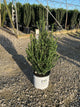 ILEX CRENATA HEDGE BOX