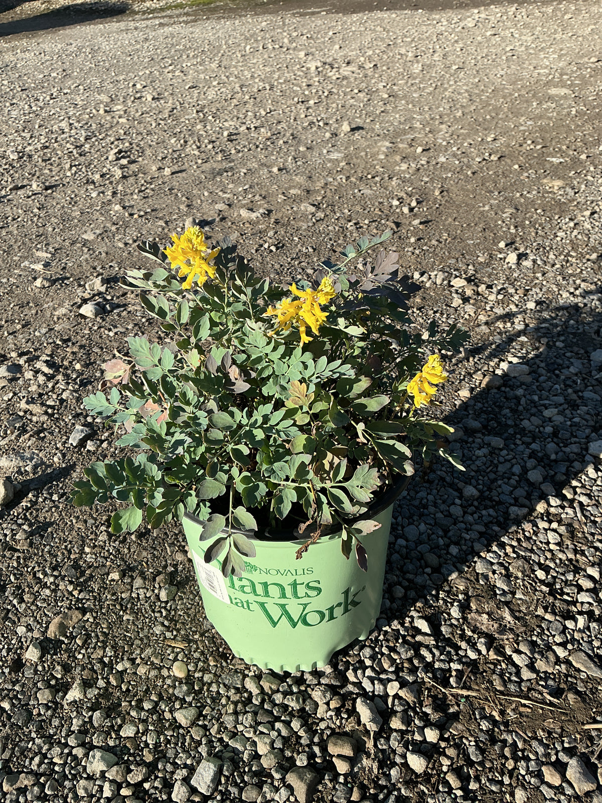 Corydalis canary 'Canary Feathers'