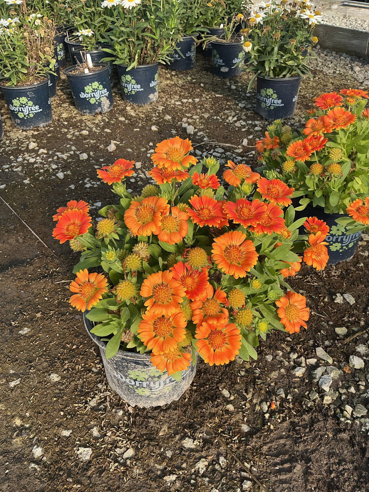 Gaillardia Gusto™ Orange Zest