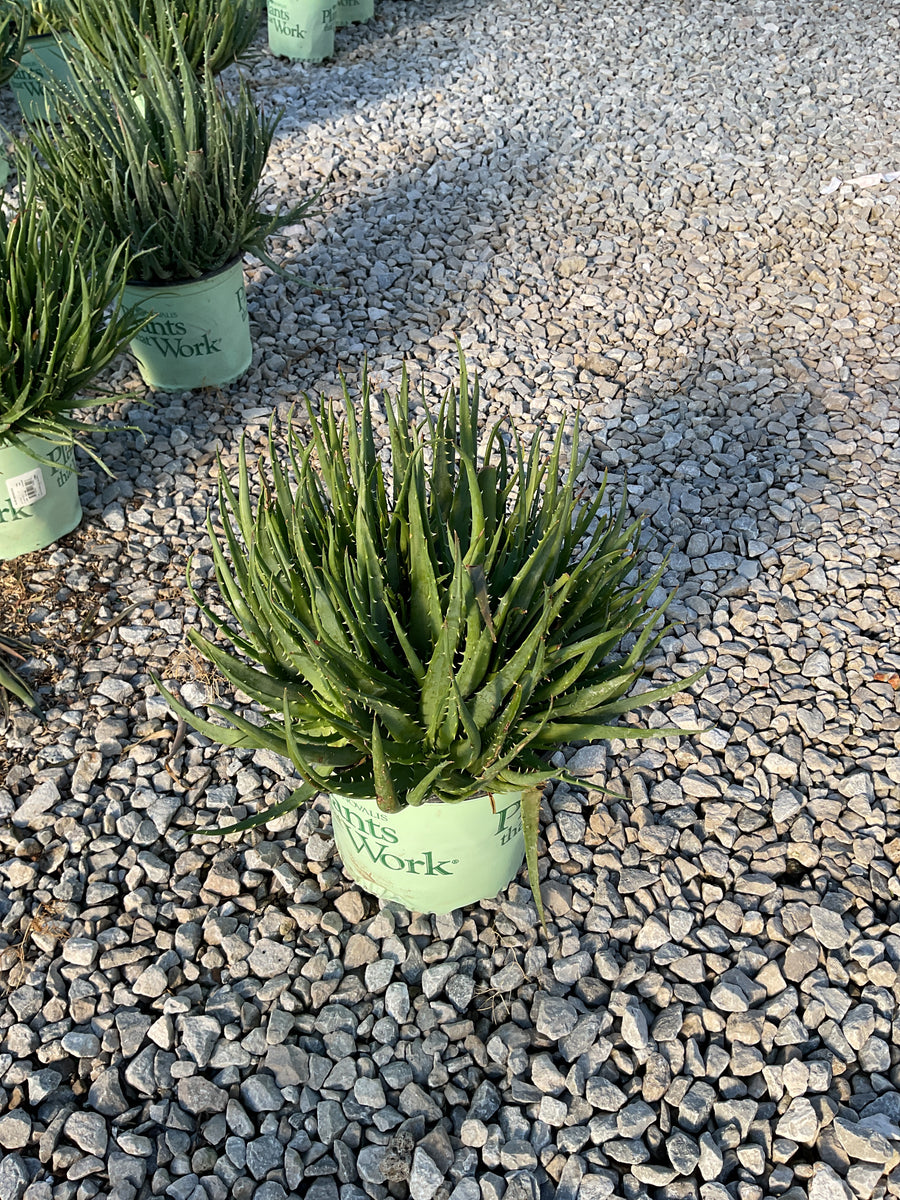 Aloe humilis 'Hedgehog'