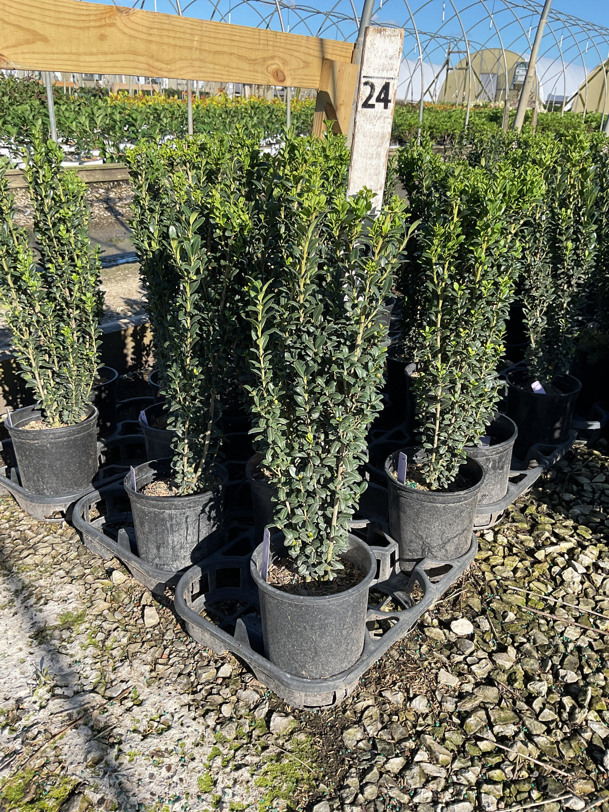Ilex crenata 'Sky Pencil'