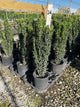 Ilex crenata 'Sky Pencil'
