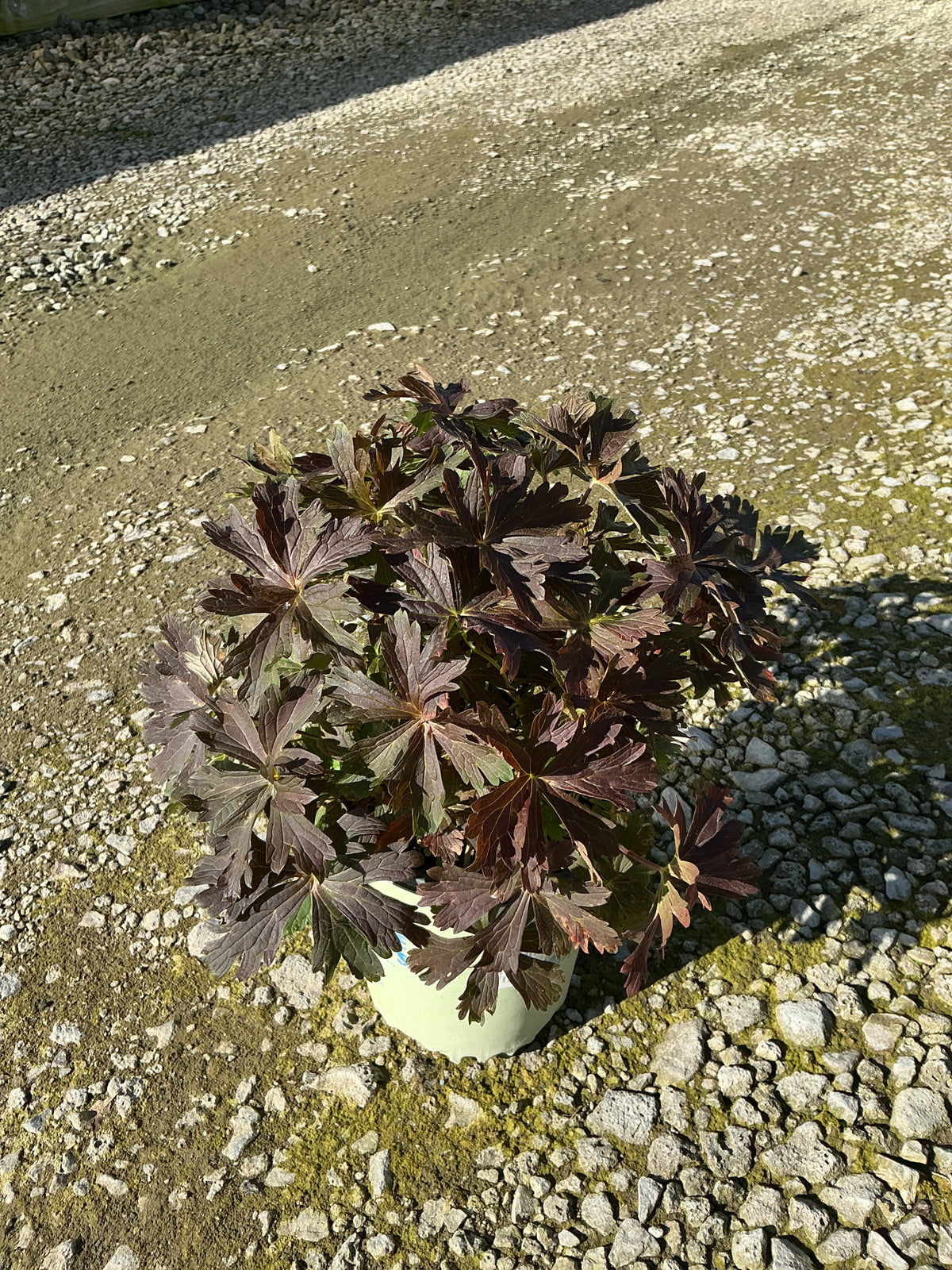 Geranium maculatum 'Dark Roast'