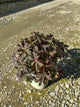 Geranium maculatum 'Dark Roast'