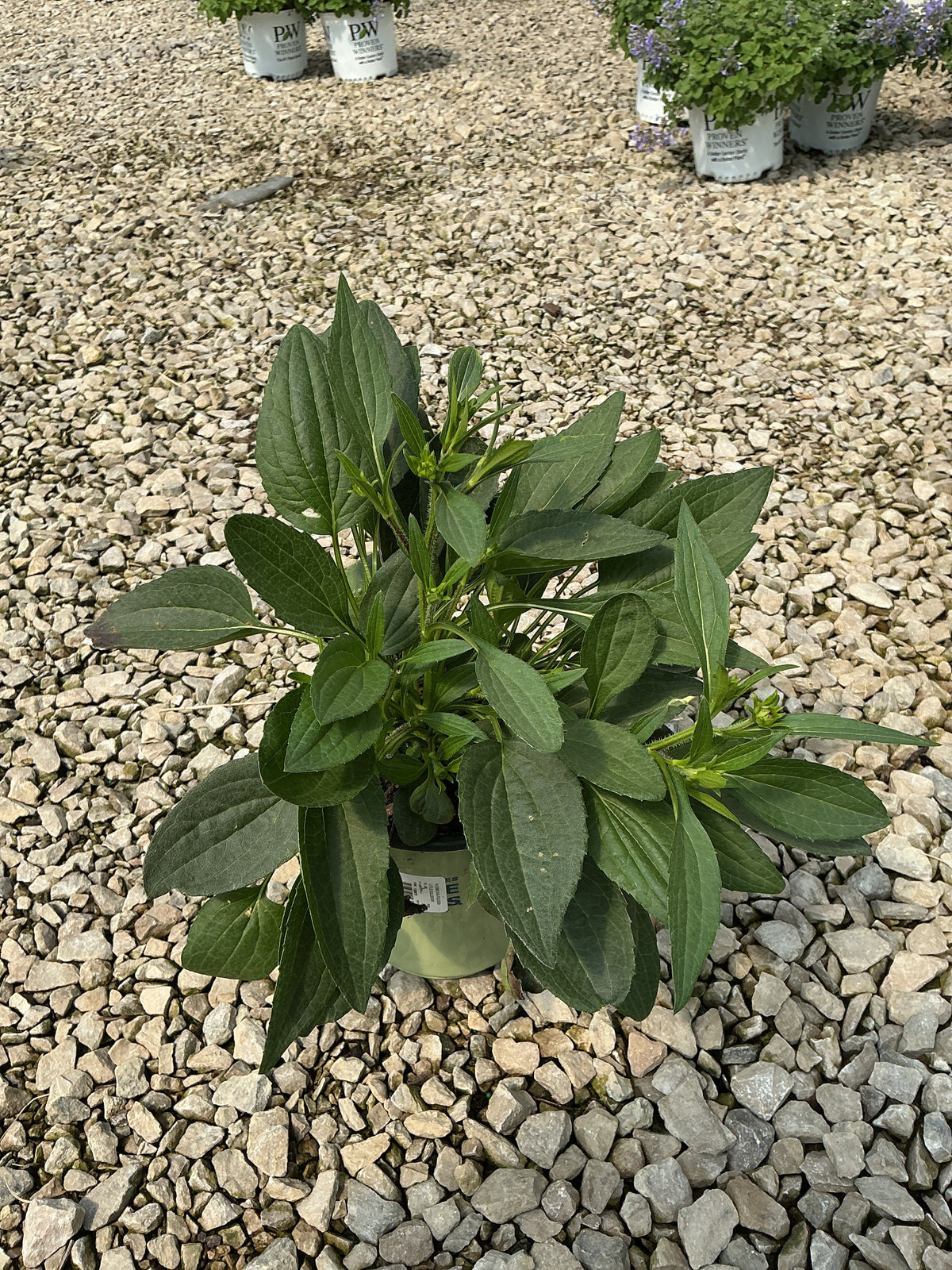 Rudbeckia fulgida var. sullivantii 'Little Goldstar'