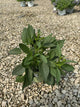 Rudbeckia fulgida var. sullivantii 'Little Goldstar'