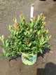 Itea fountains 'Of Rouge'