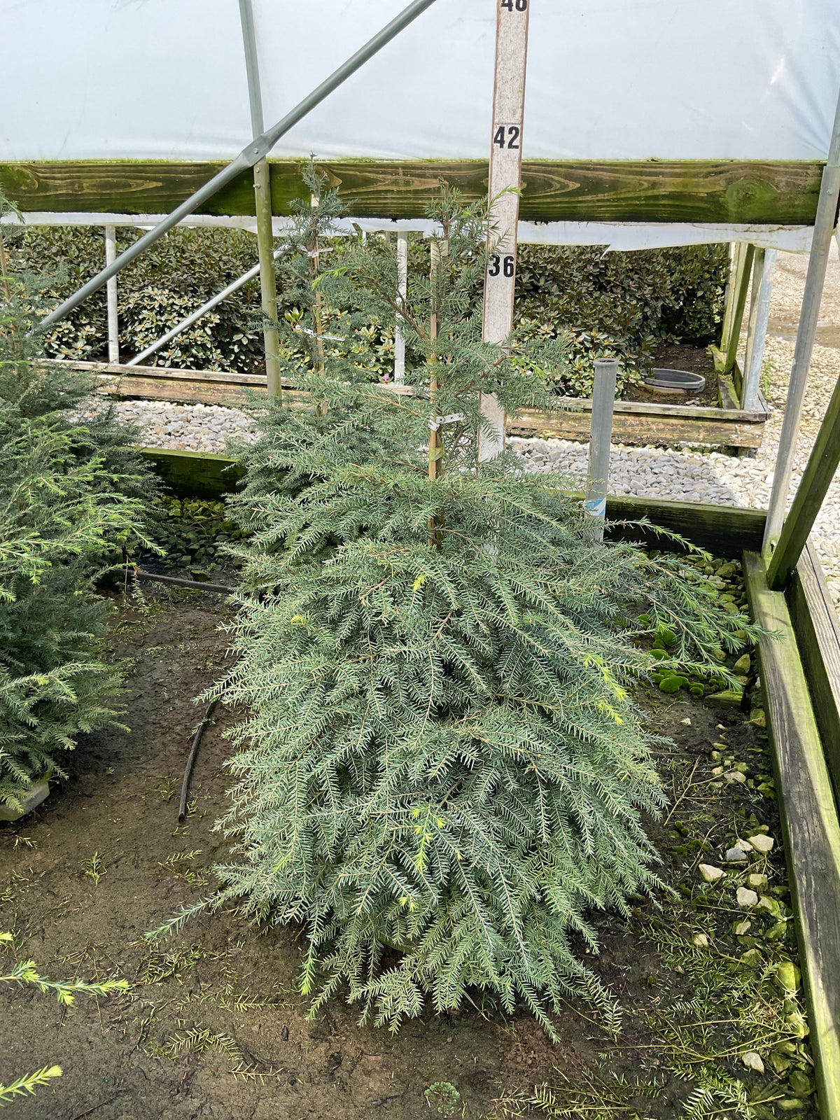 Tsuga canadensis