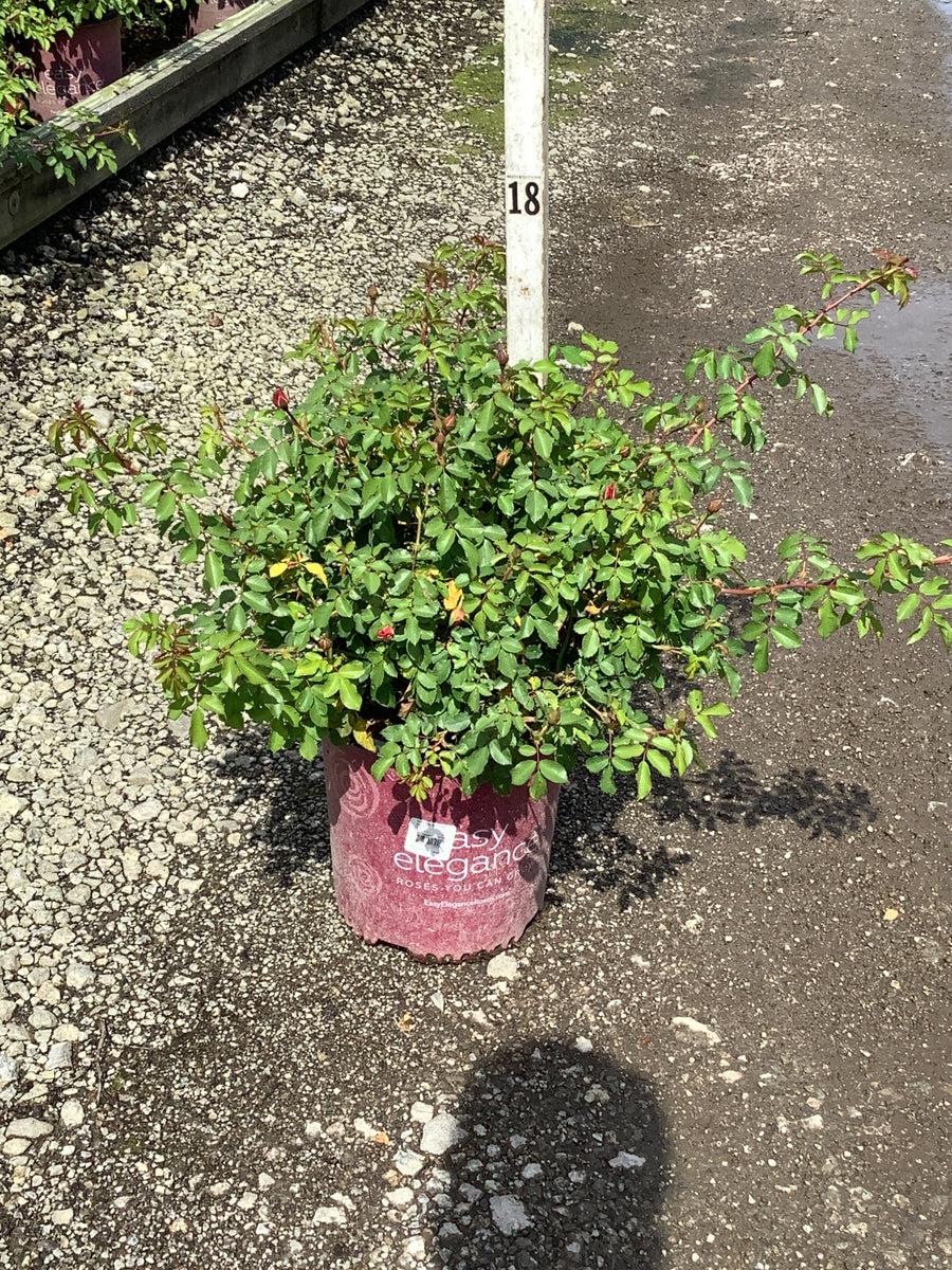 Rosa E.E 'Sunrise Sunset'