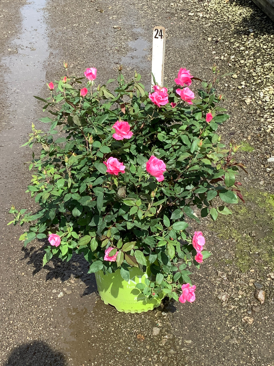 Rosa K.O 'Radcon'
