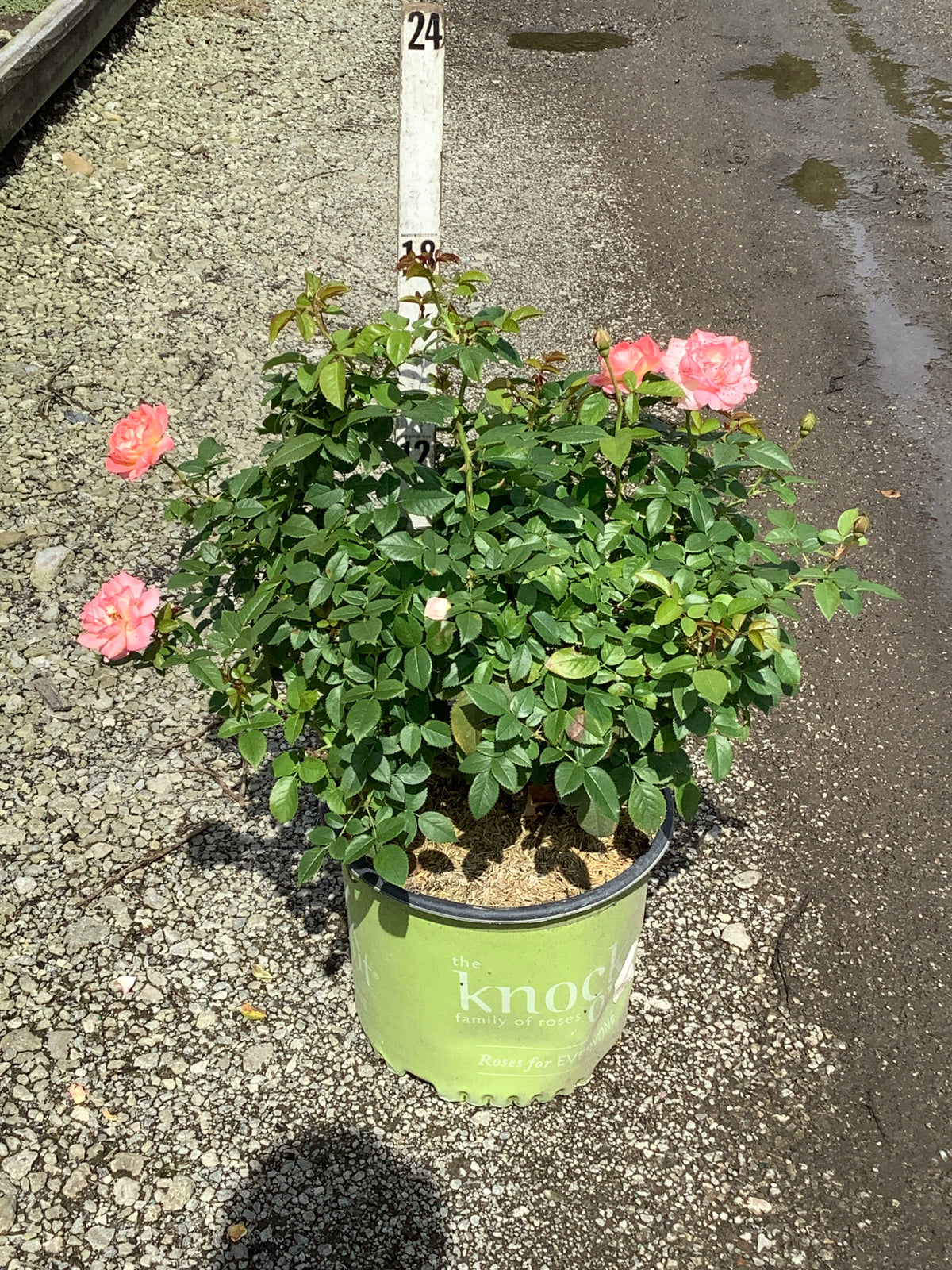 Rosa K.O 'Orange Glow'