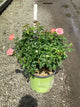 Rosa K.O 'Orange Glow'