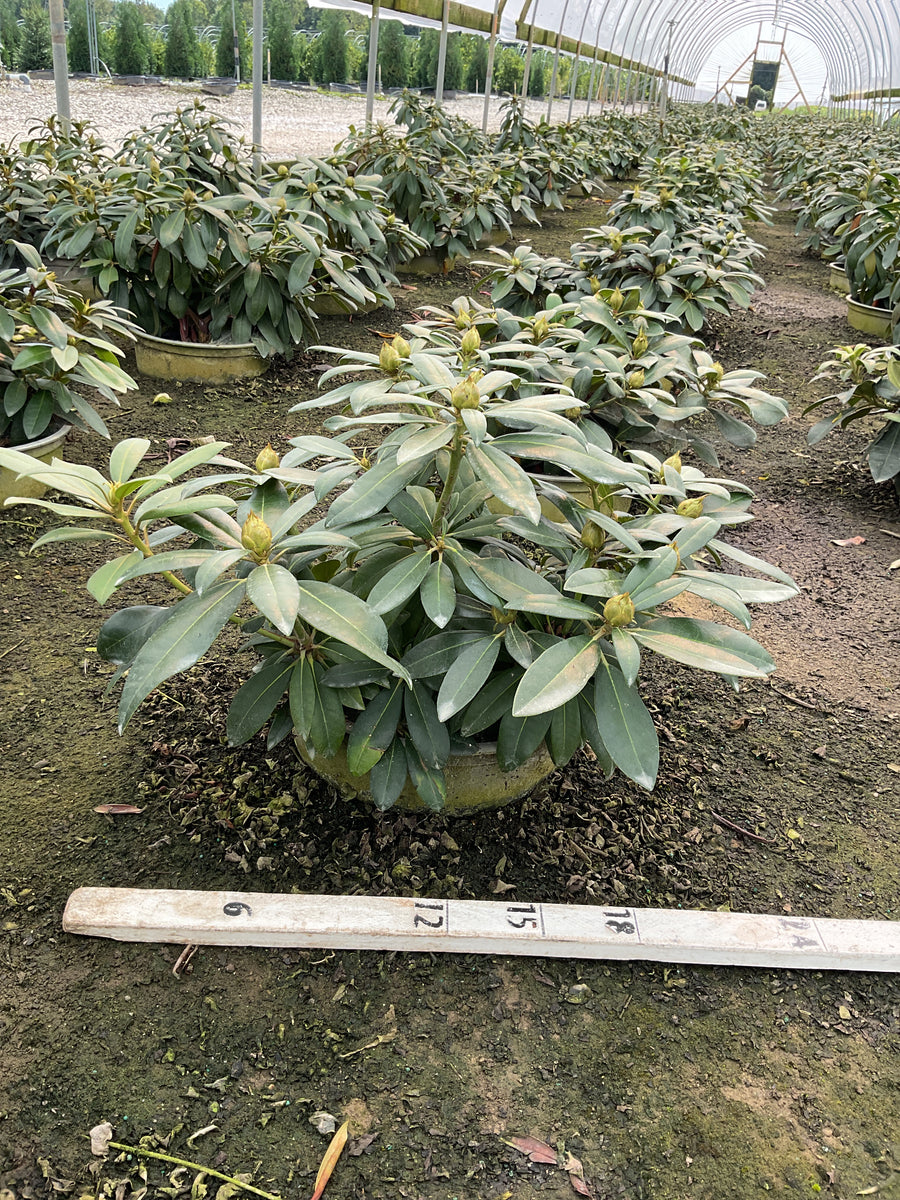 Rhododendron 'Holdens Pink Flare'