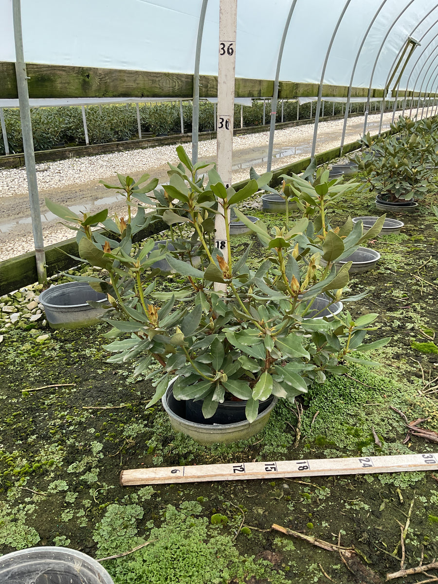 Rhododendron nova 'Nova Zembla'
