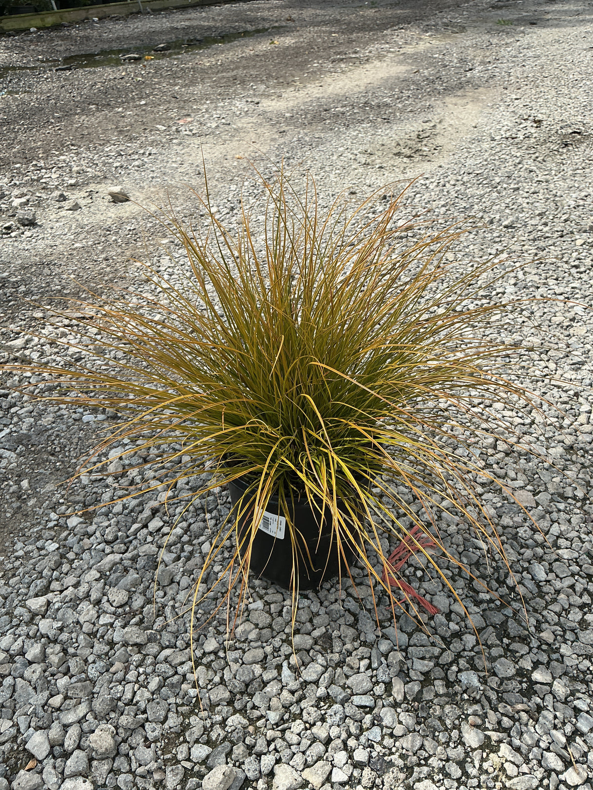 Carex 'Carex Prairie Fire'