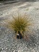 Carex 'Carex Prairie Fire'