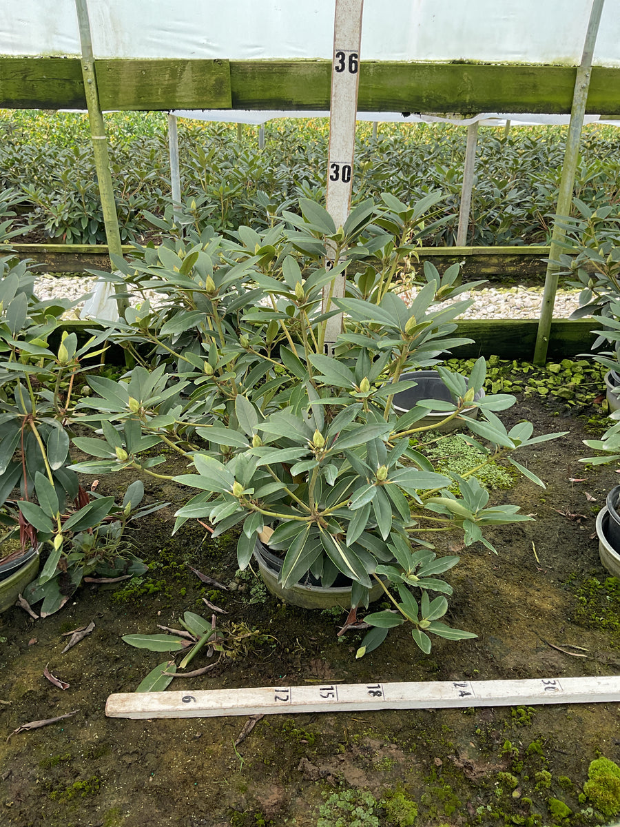 Rhododendron purpureum 'Elegans'
