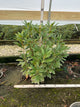 Rhododendron roseum 'Roseum Elegans'