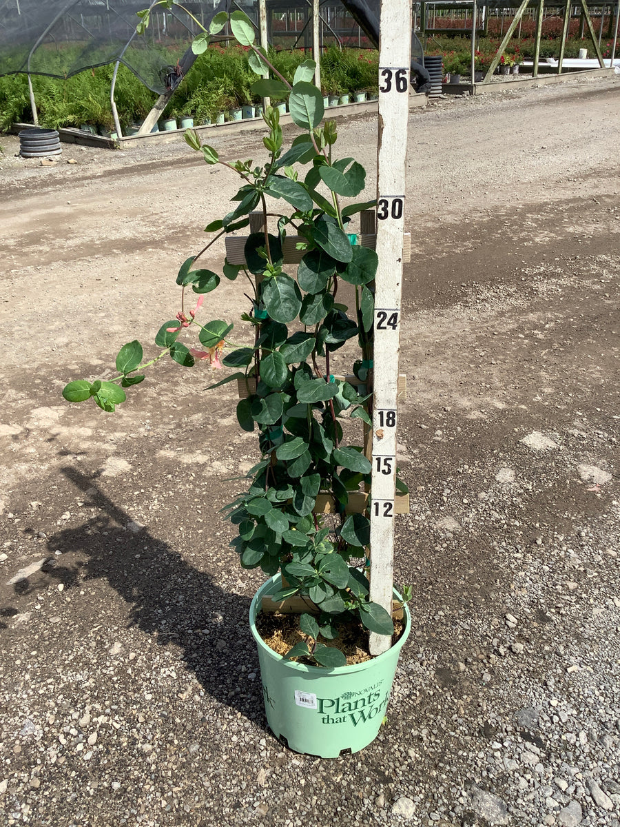 Lonicera x 'Celestial'