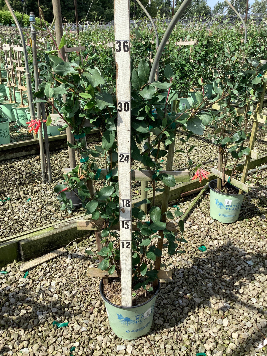 Lonicera sempervirens 'Major Wheeler'