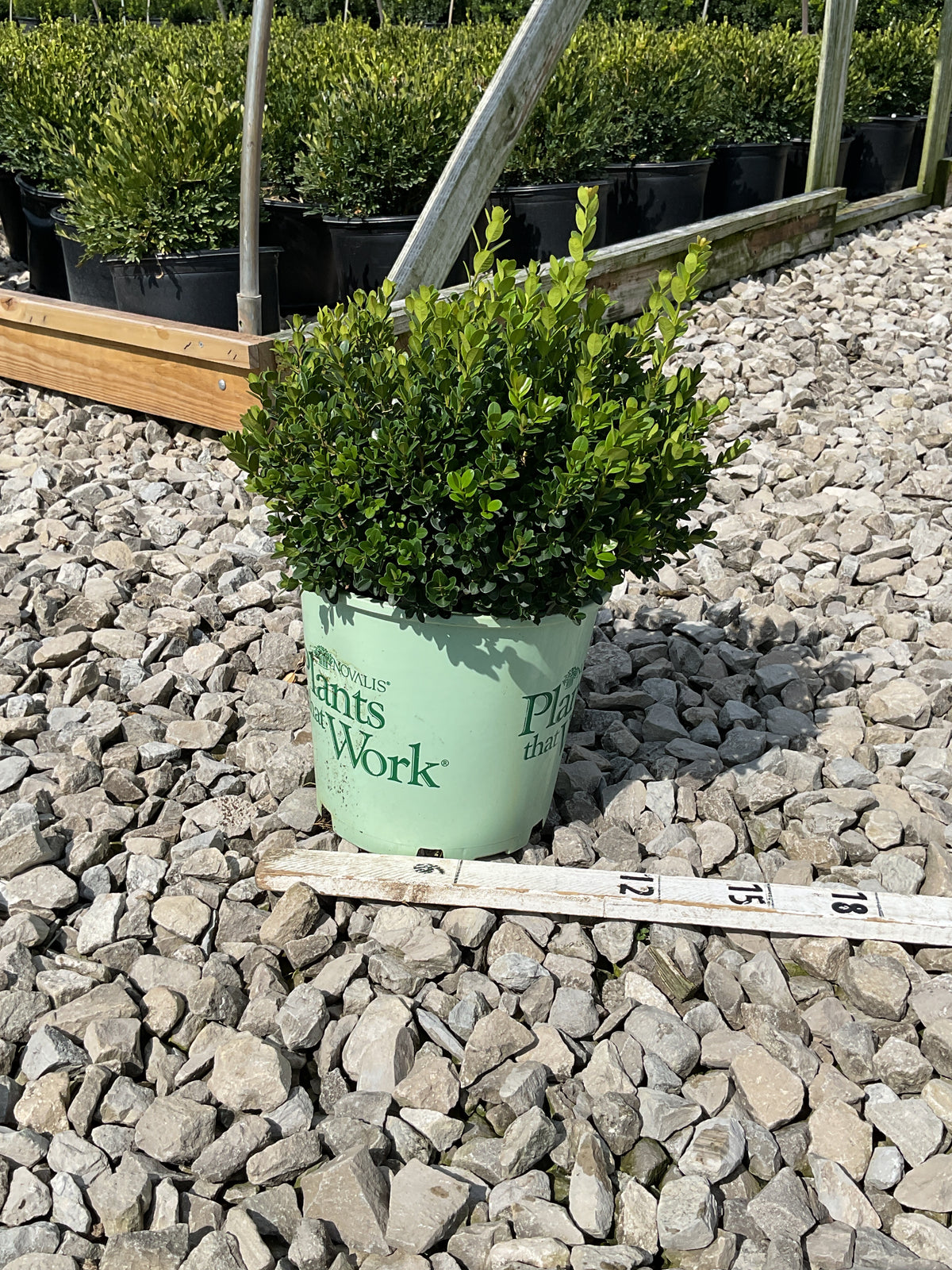 Buxus microphylla 'Little Missy'