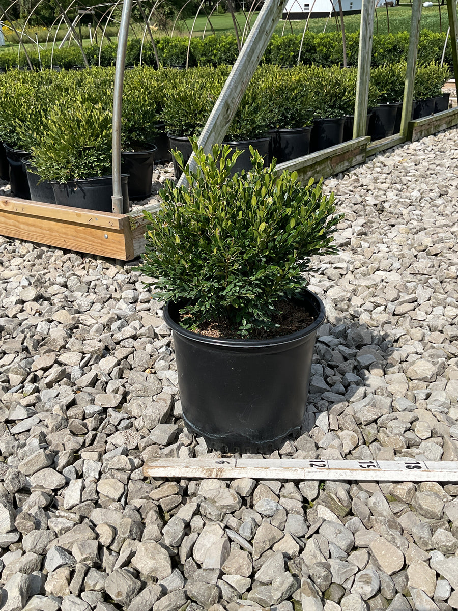 Buxus microphylla 'Green Gem'