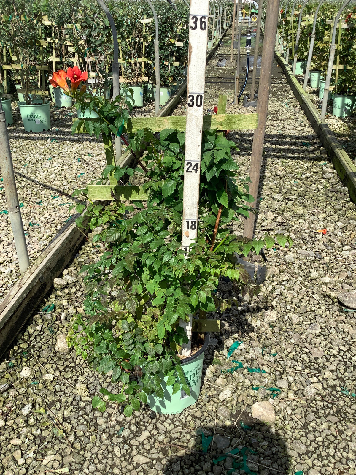Campsis 'Summer Takaruzuka Fresa'