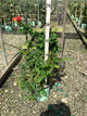 Campsis 'Summer Takaruzuka Fresa'