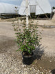 Viburnum x burkwoodii 'Mohawk'