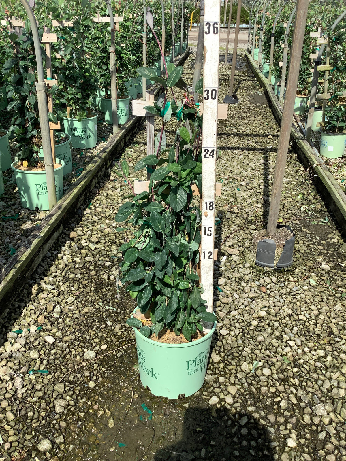 Lonicera periclymenum 'Inov 86'