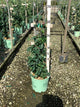 Lonicera periclymenum 'Inov 86'