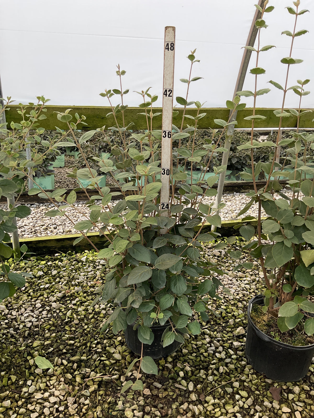 Viburnum x 'Carlesii'