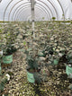Viburnum carlesii 'Select Sugar N Spice'
