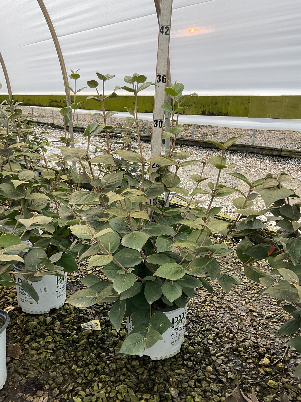 Viburnum carlesii 'Spice Girl'