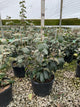 Viburnum x 'Cayuga'